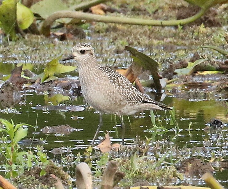 American Golden-Plover - ML609340585