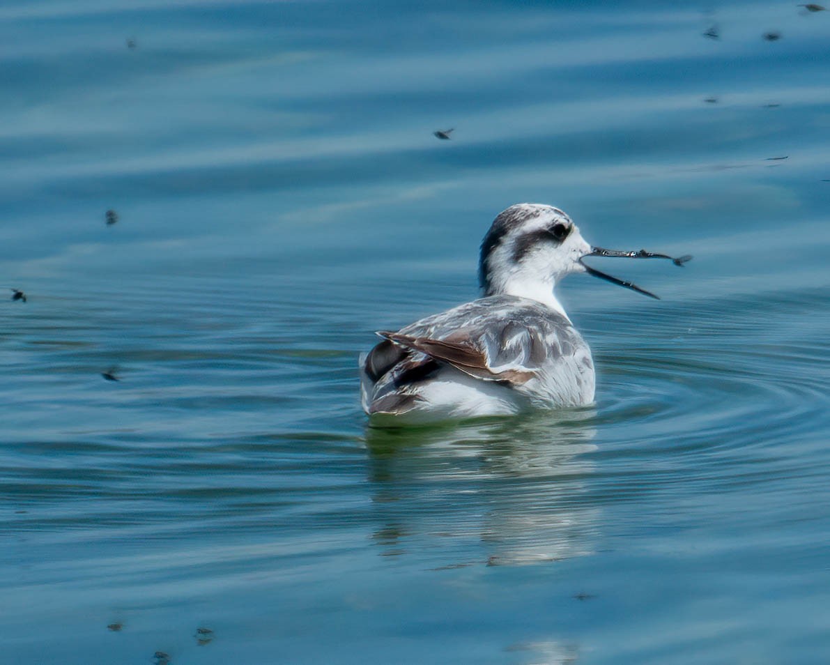 Phalarope à bec étroit - ML609340598