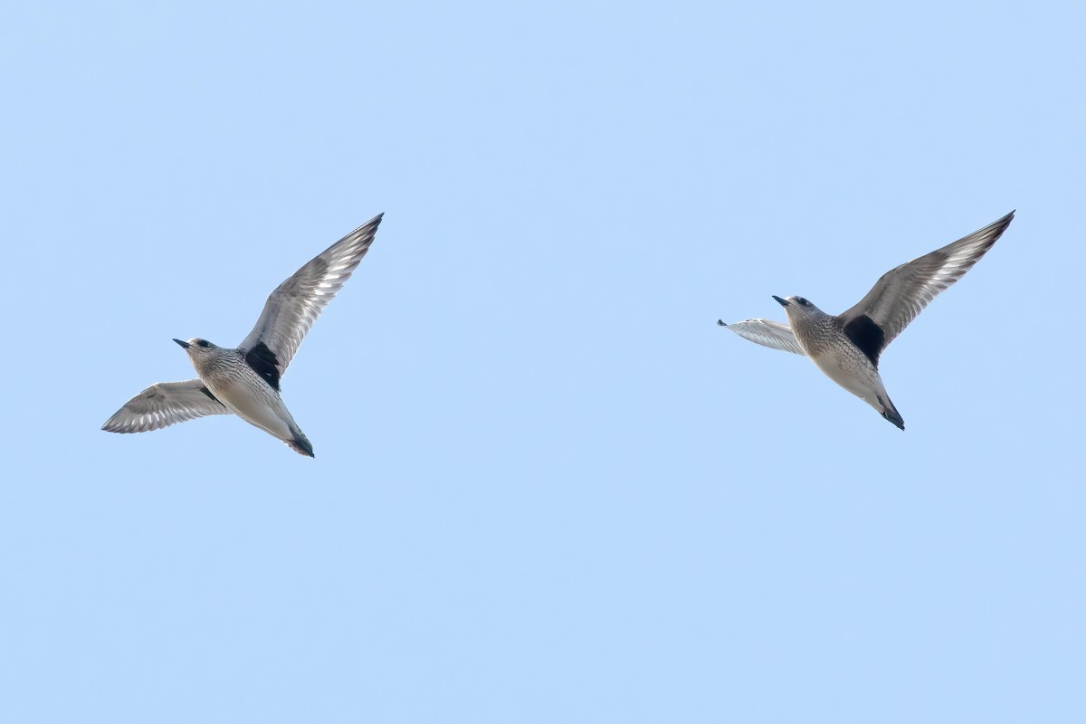 Black-bellied Plover - ML609340648