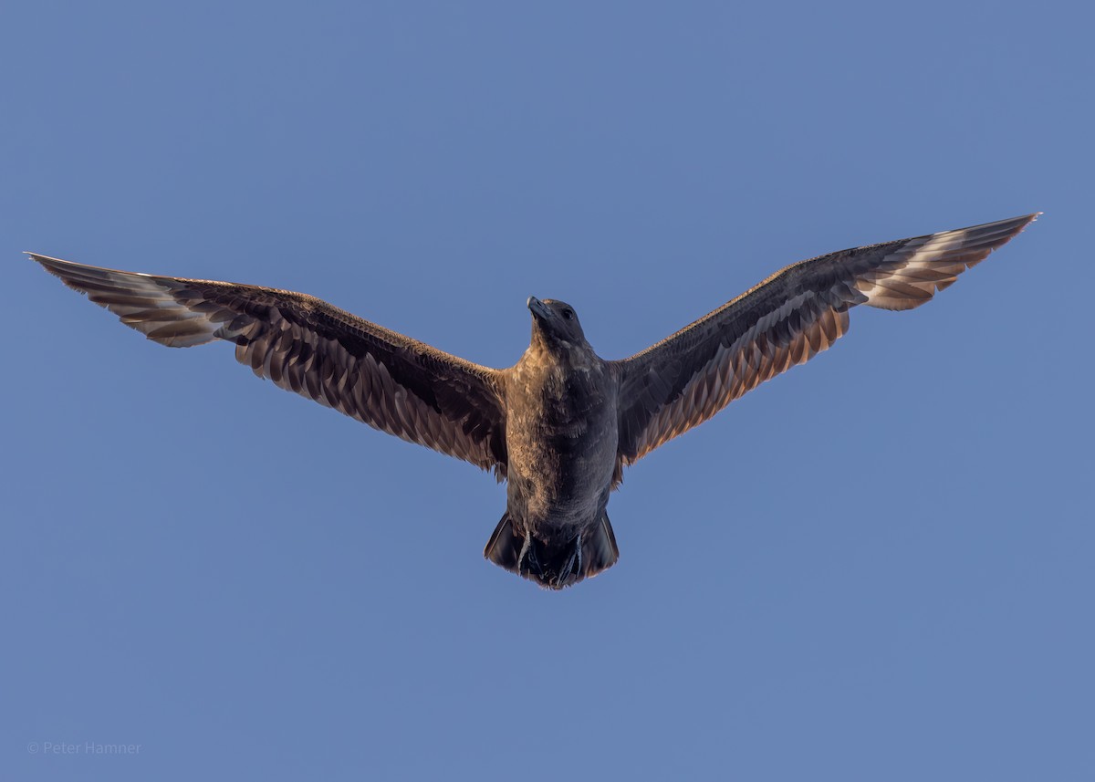 South Polar Skua - ML609340718