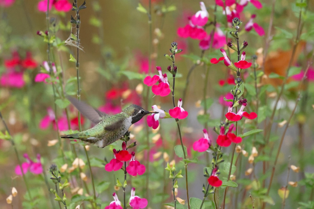 Anna's Hummingbird - Brian Gibbons