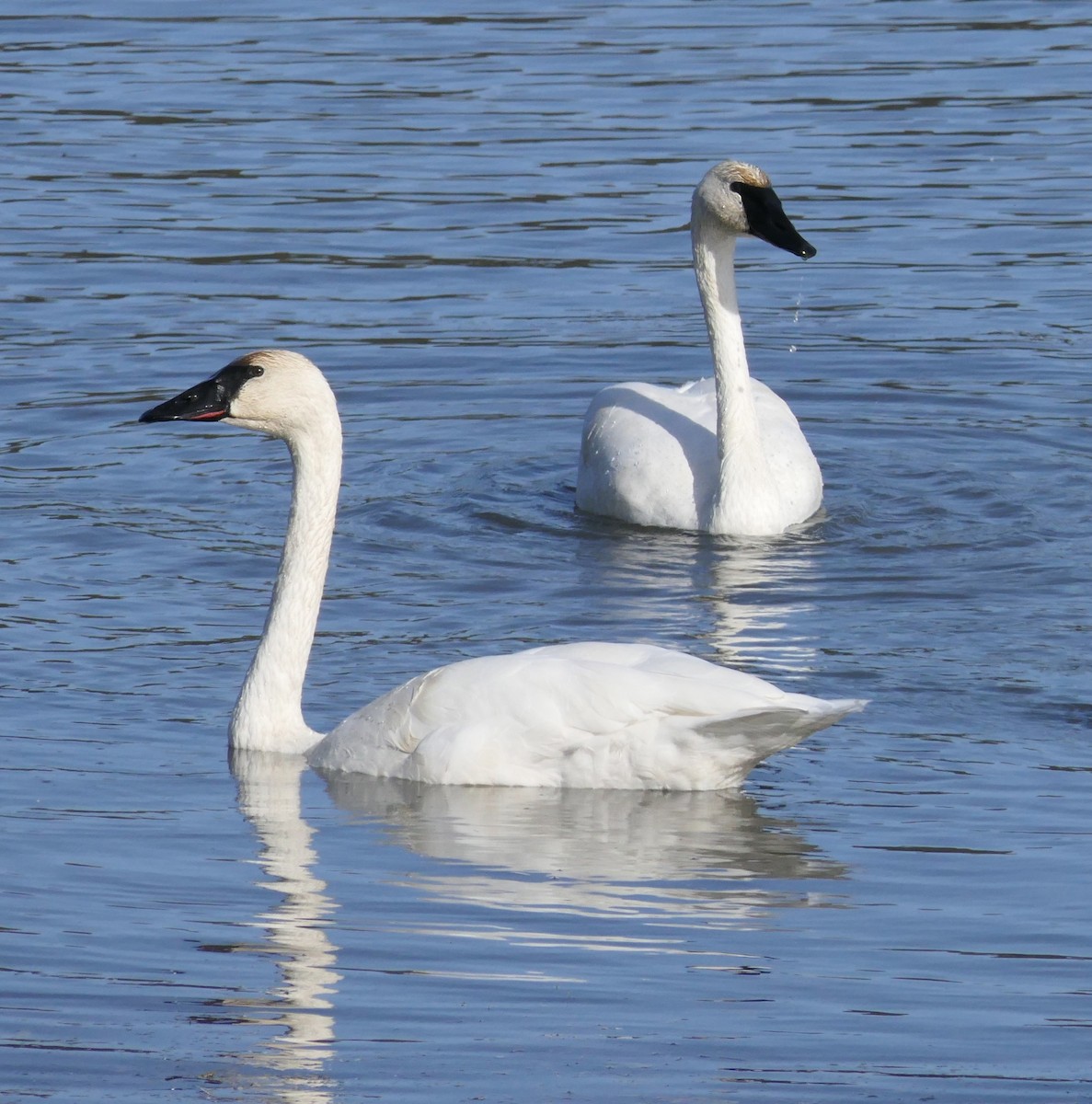 Trumpeter Swan - Stacy Studebaker