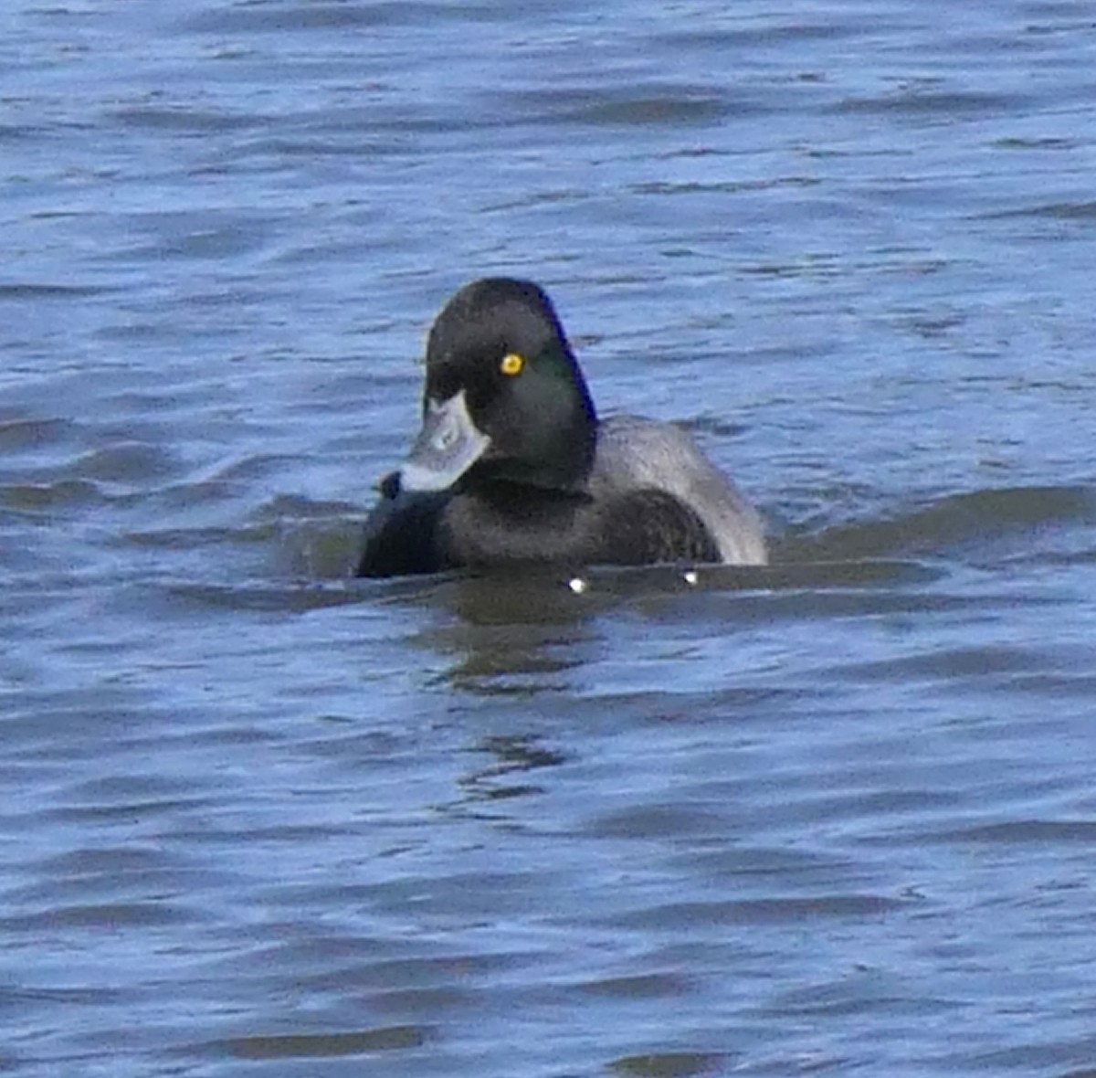 Greater Scaup - Stacy Studebaker