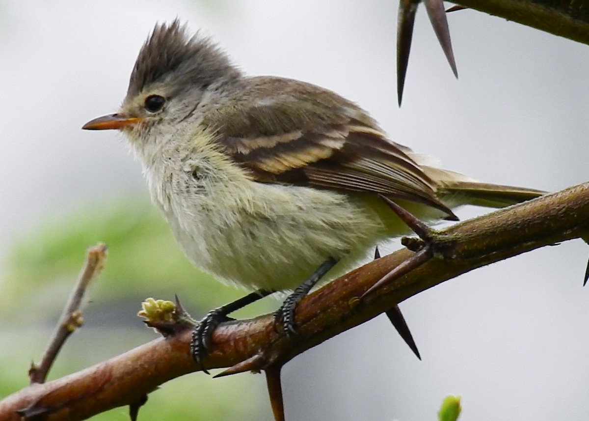 Southern Beardless-Tyrannulet - ML609340914