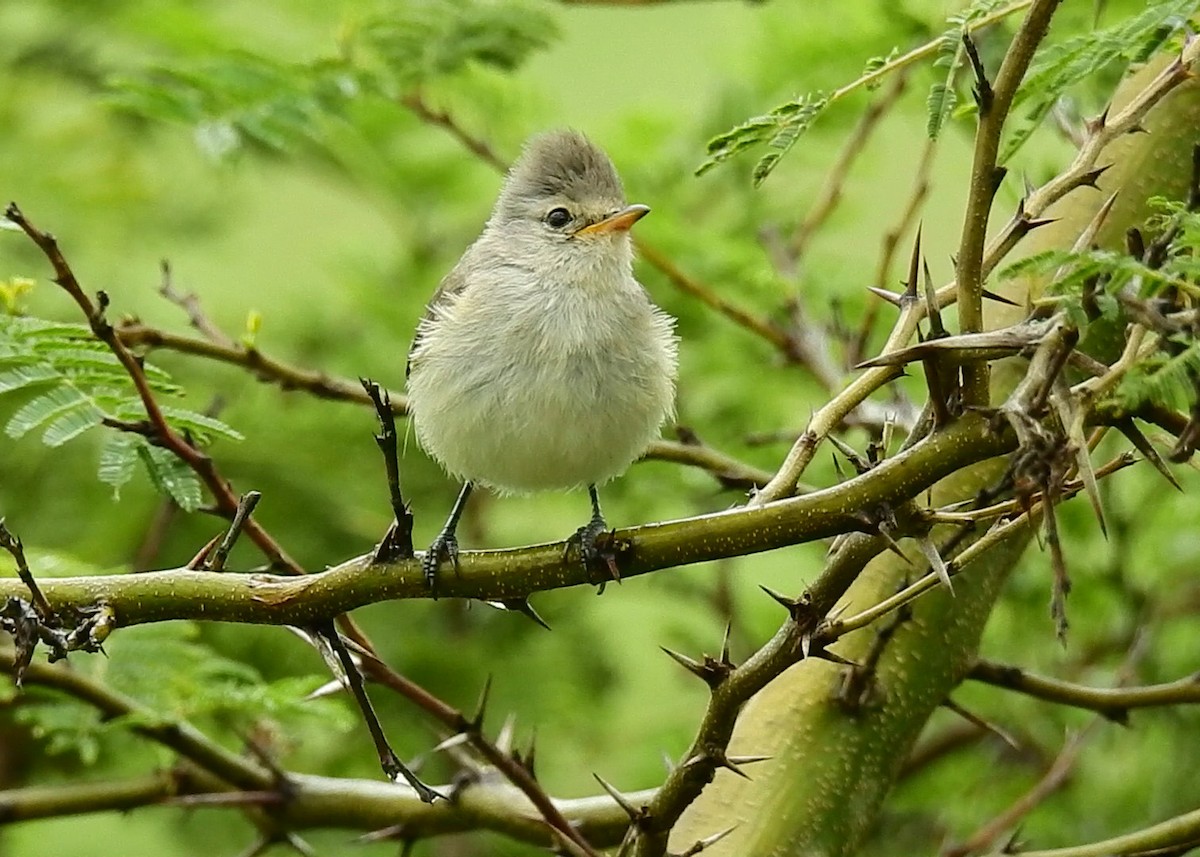 Southern Beardless-Tyrannulet - ML609340915