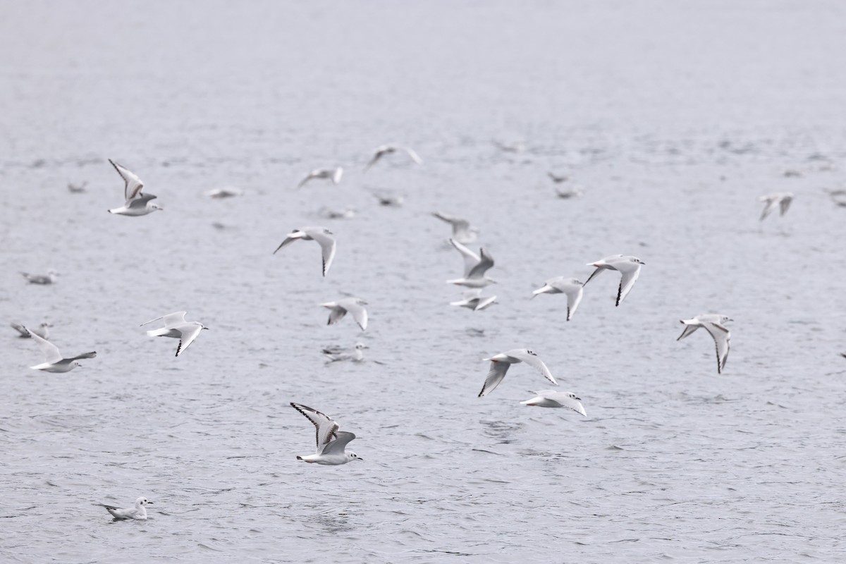 Bonaparte's Gull - Brian Gibbons