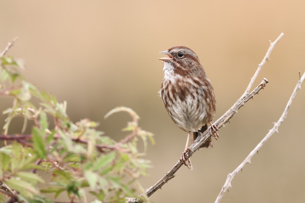 Song Sparrow - Brian Gibbons