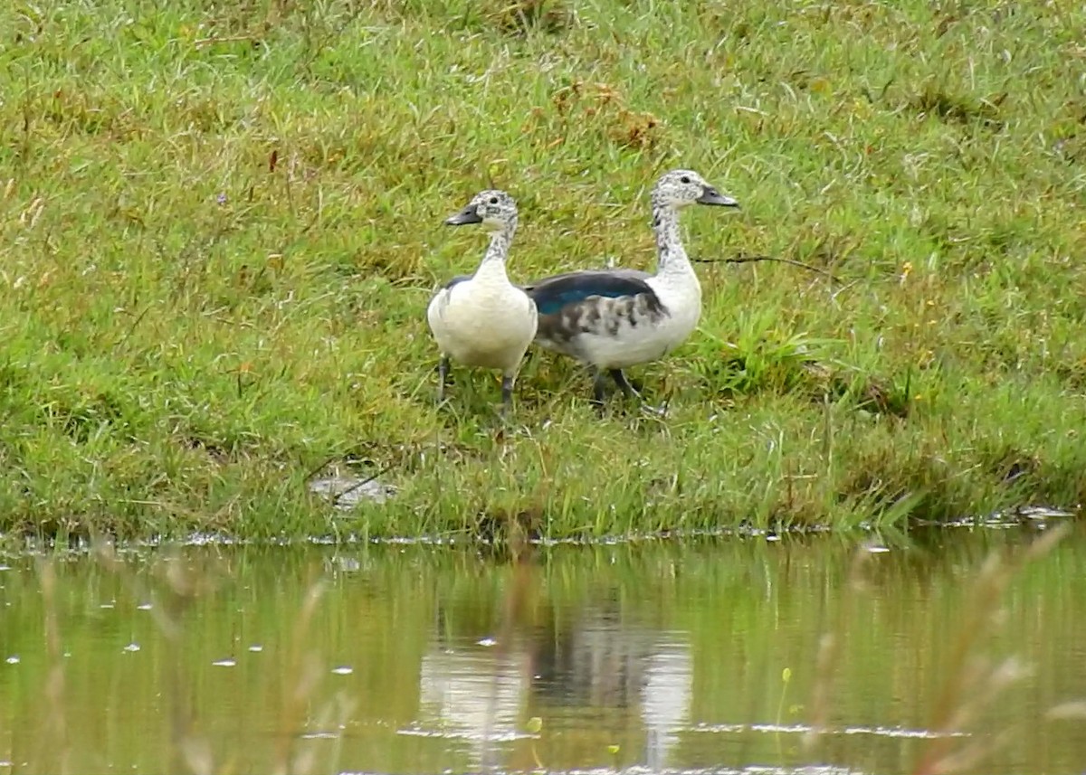 Comb Duck - ML609341085
