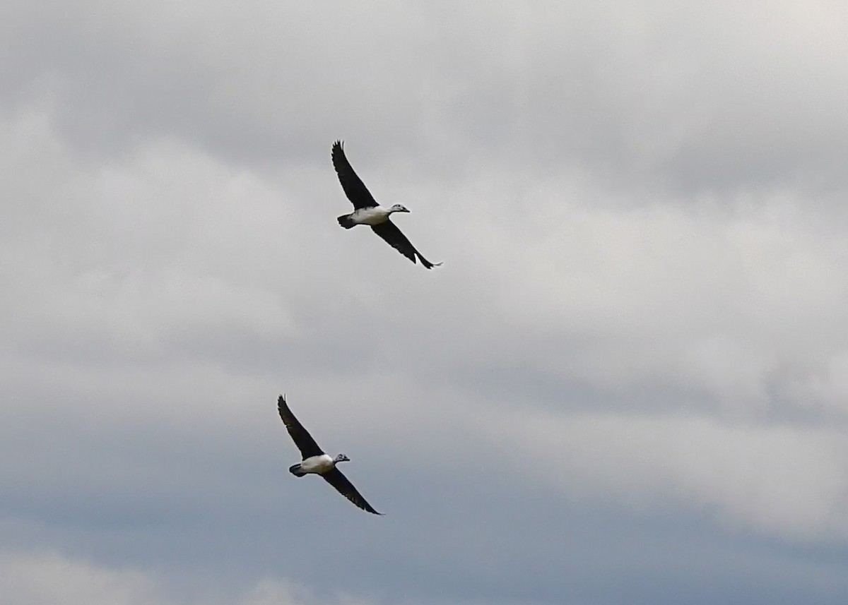 Comb Duck - ML609341086