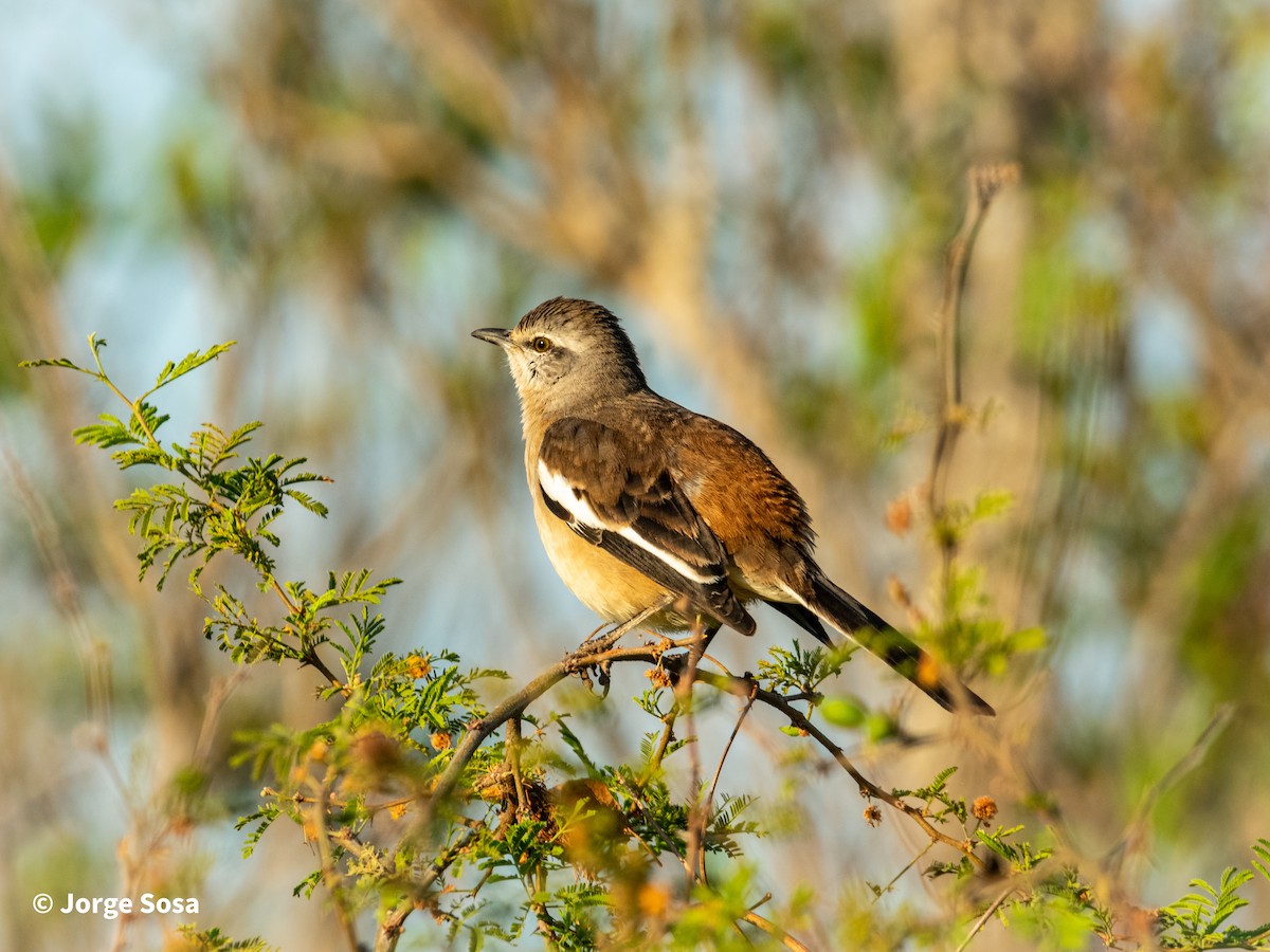 White-banded Mockingbird - ML609341096