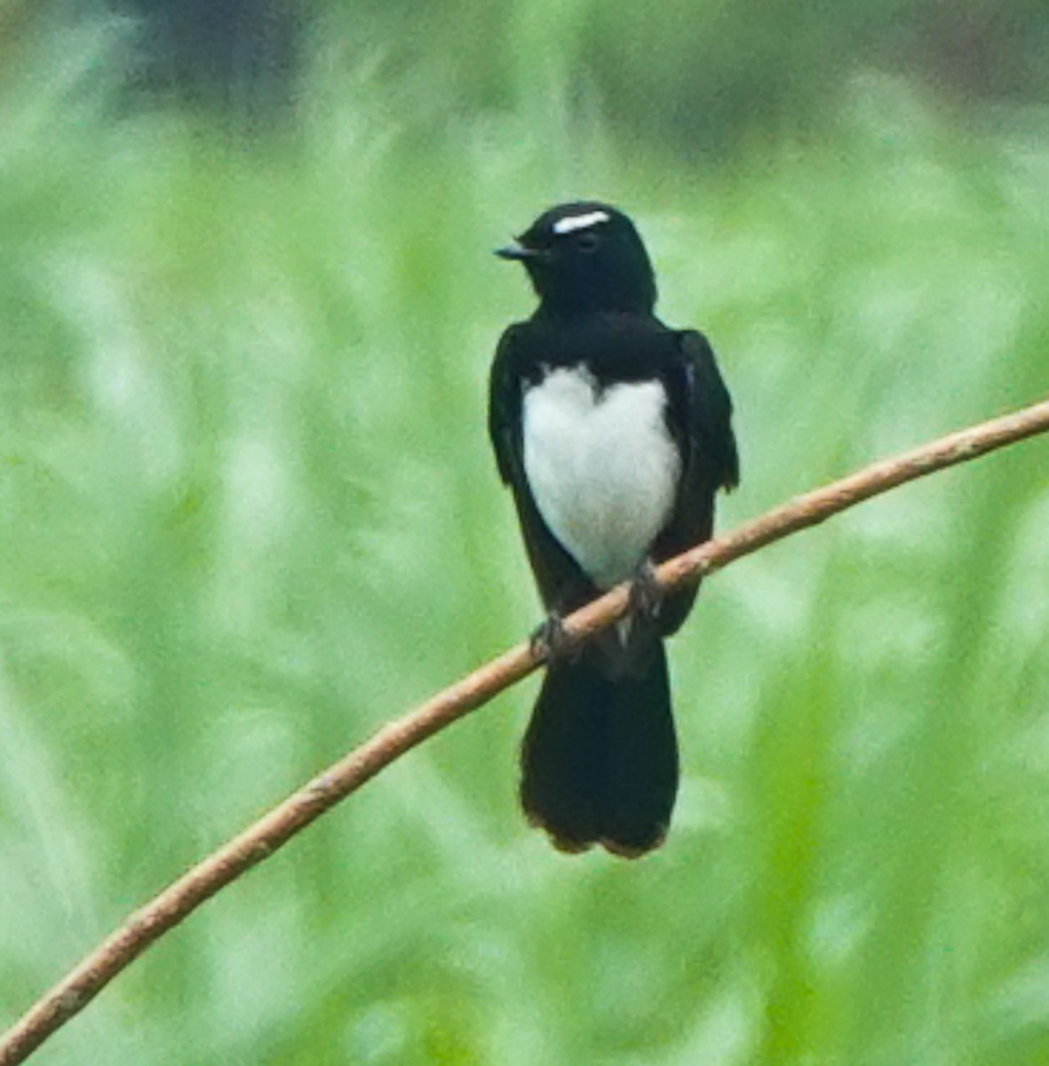Willie-wagtail - Arden Anderson