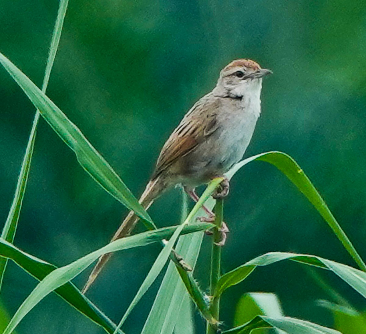 Papuan Grassbird - Arden Anderson