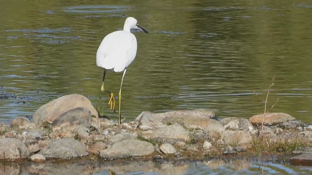 Snowy Egret - ML609341211