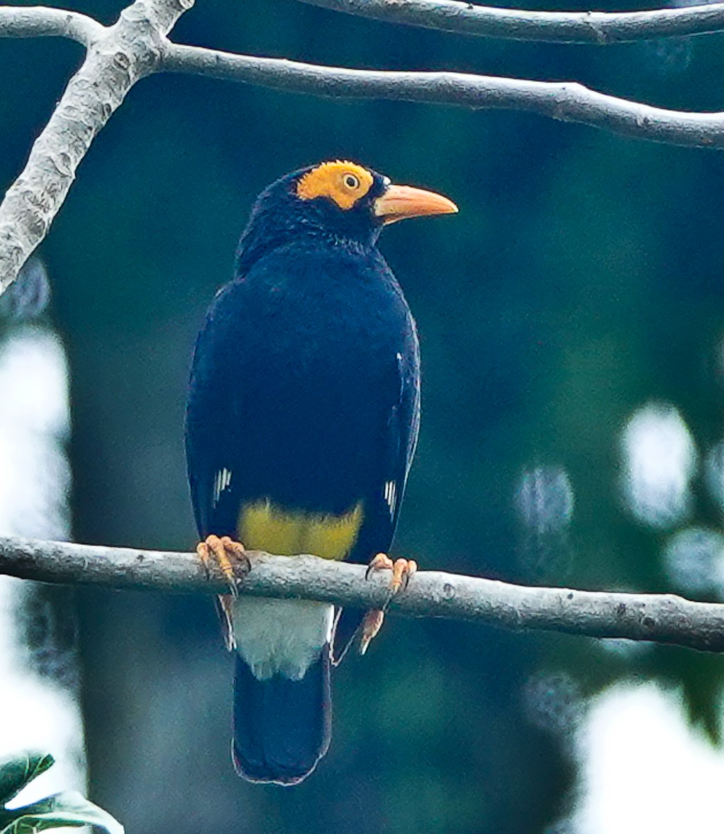 Long-tailed Myna - Arden Anderson