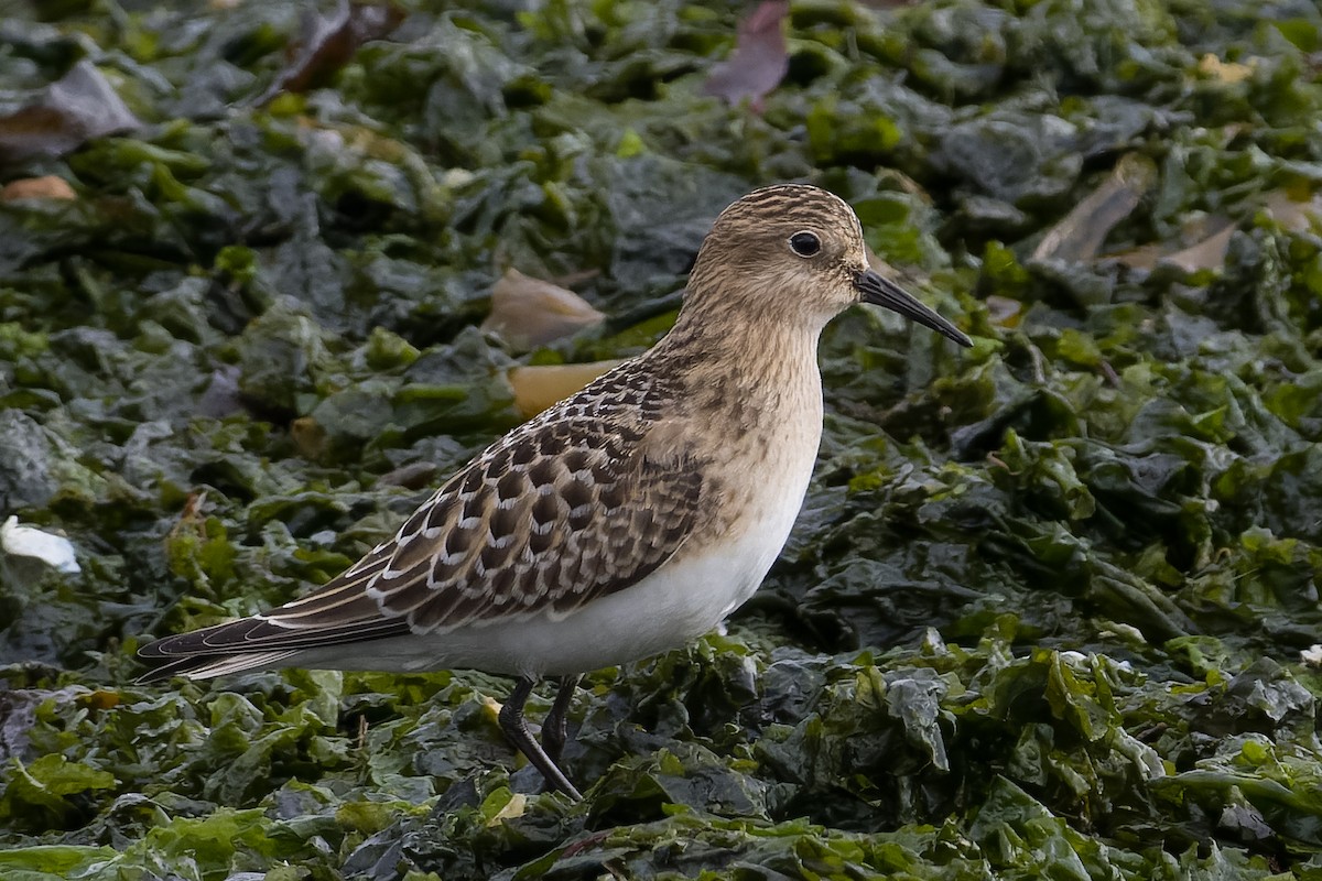 Байрдийн элсэг - ML609341264