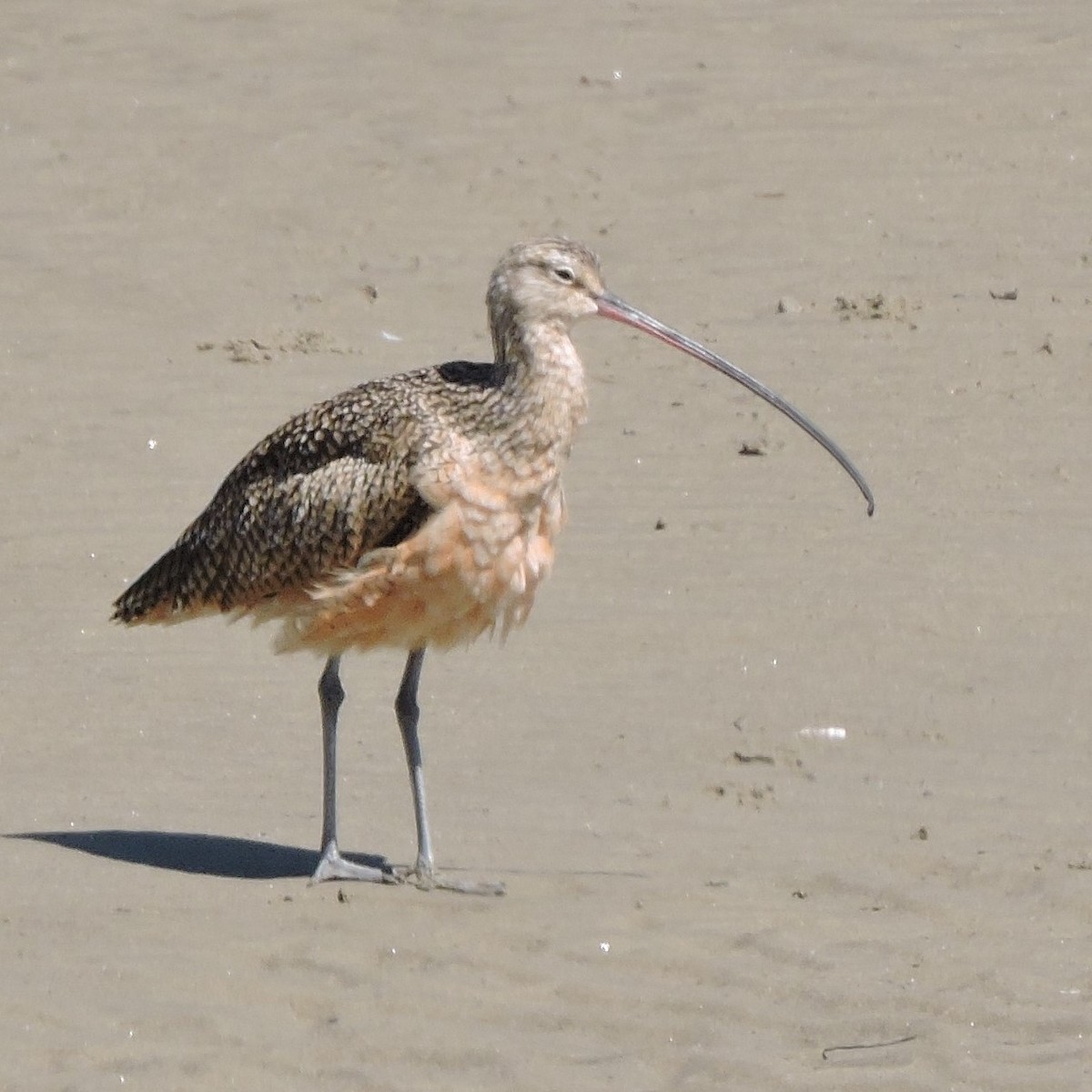 Long-billed Curlew - Dawn Hovey
