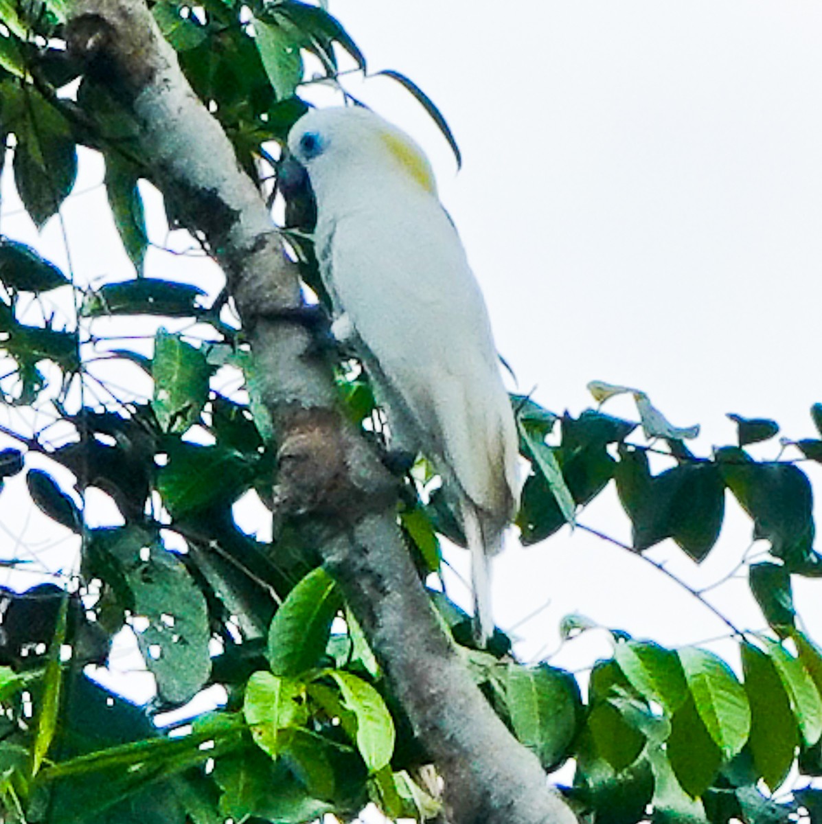 Blue-eyed Cockatoo - Arden Anderson