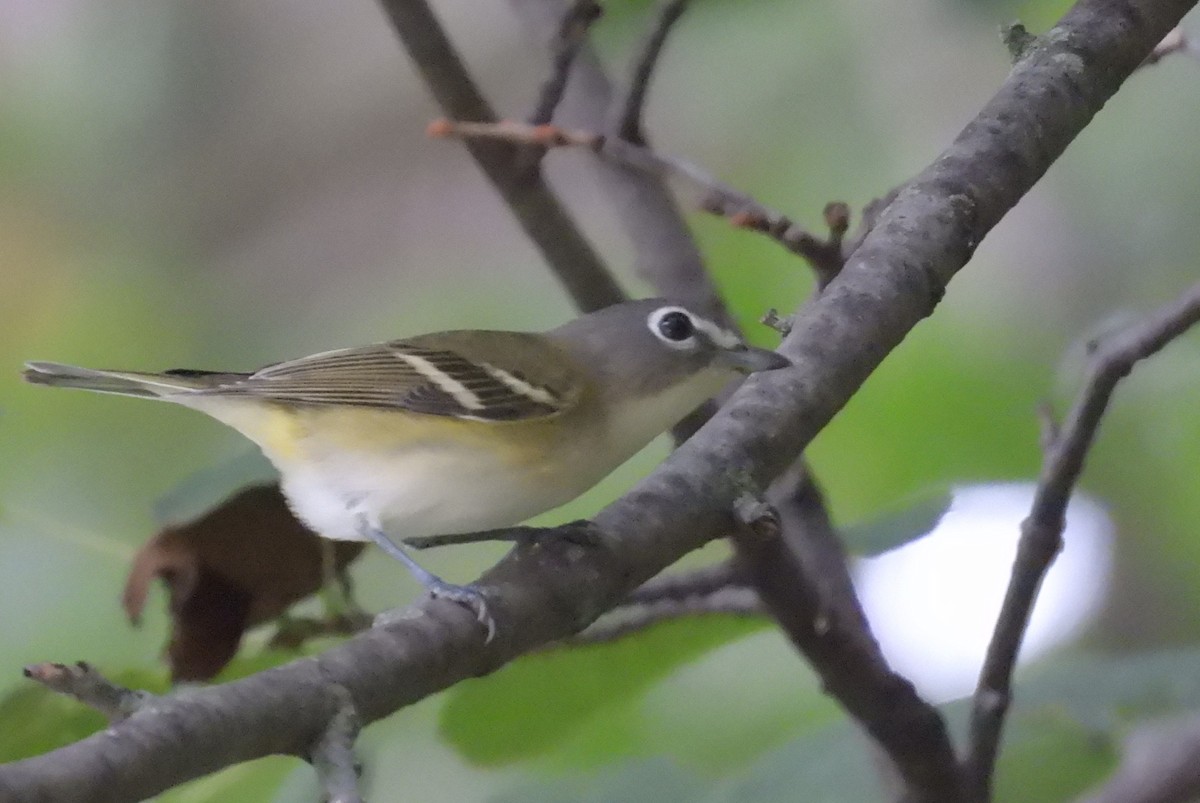 Blue-headed Vireo - Matt Tobin