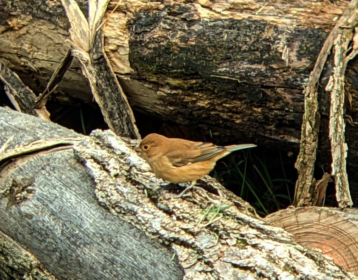 Indigo Bunting - ML609341391