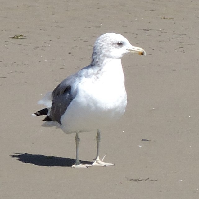 California Gull - Dawn Hovey