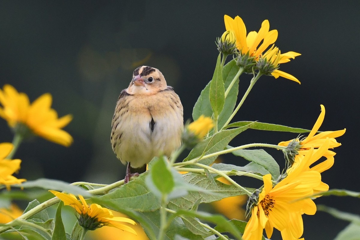 bobolink americký - ML609341424