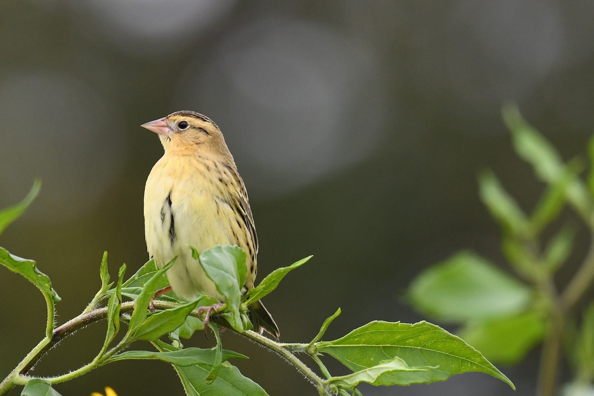 bobolink americký - ML609341425