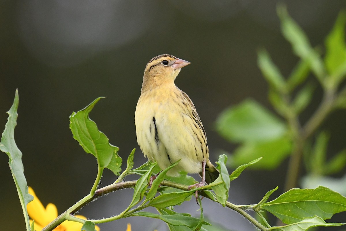 bobolink americký - ML609341426