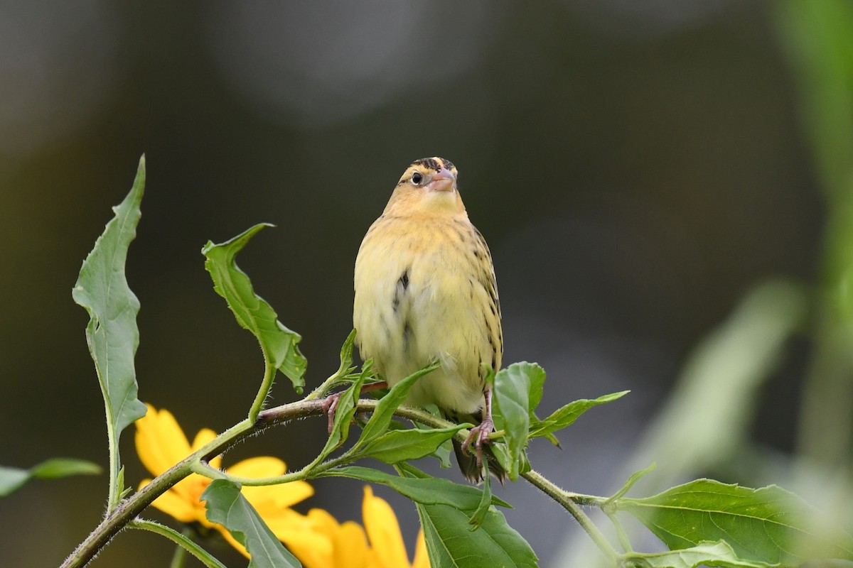 Bobolink - Joseph Sefter