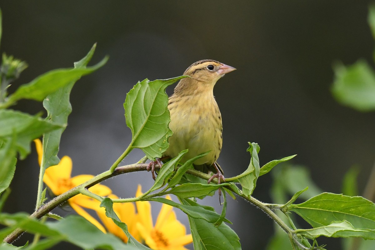 bobolink americký - ML609341429