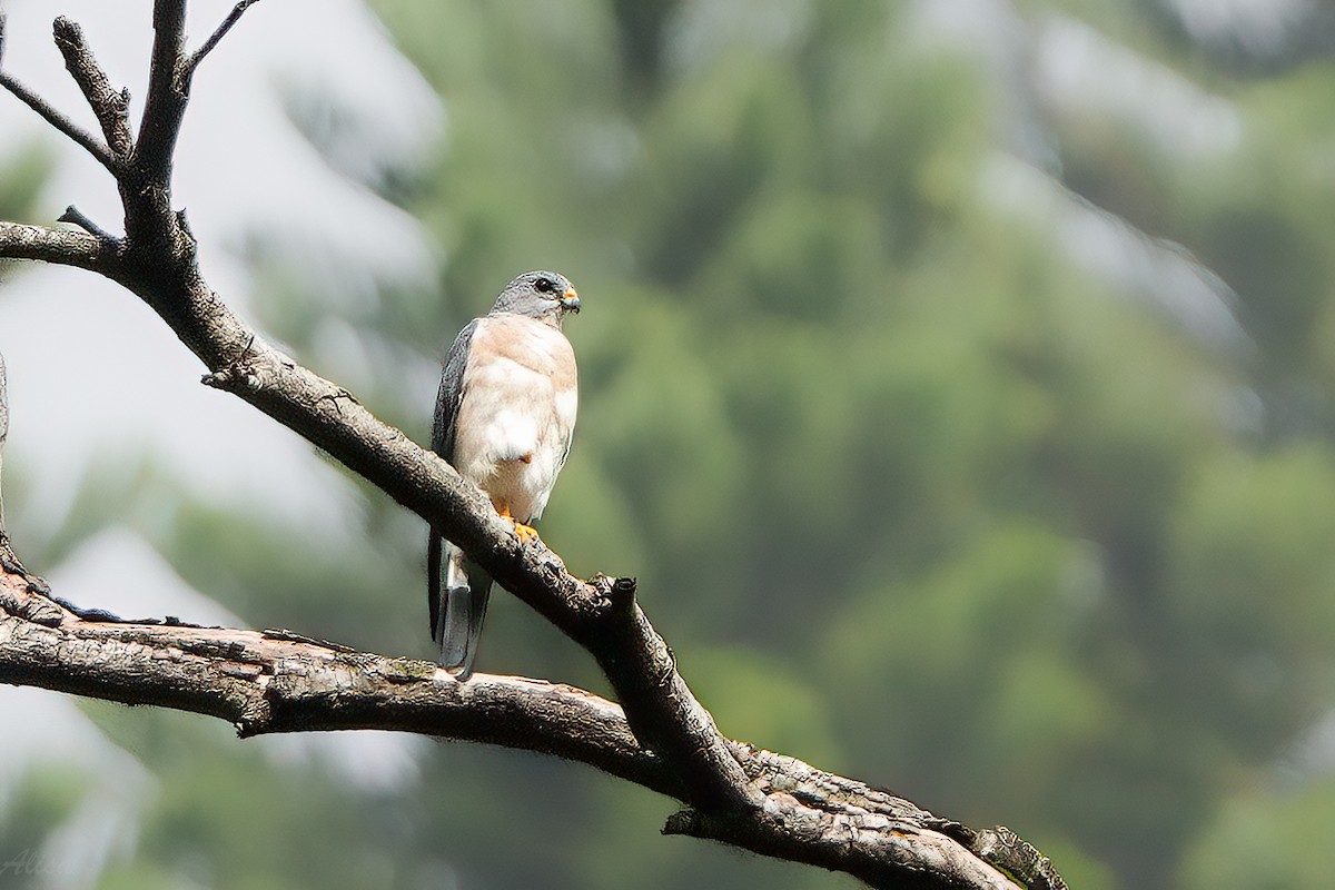 Chinese Sparrowhawk - ML609341528