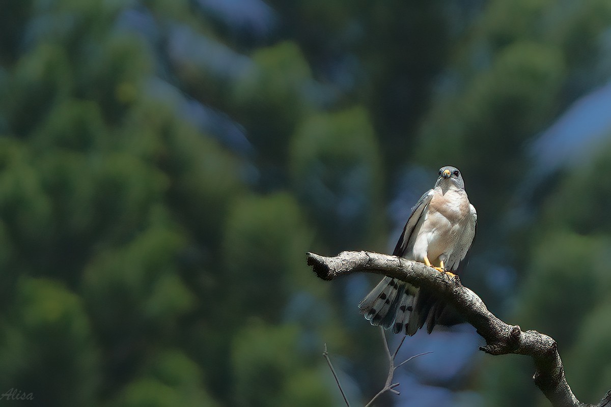 Chinese Sparrowhawk - ML609341529