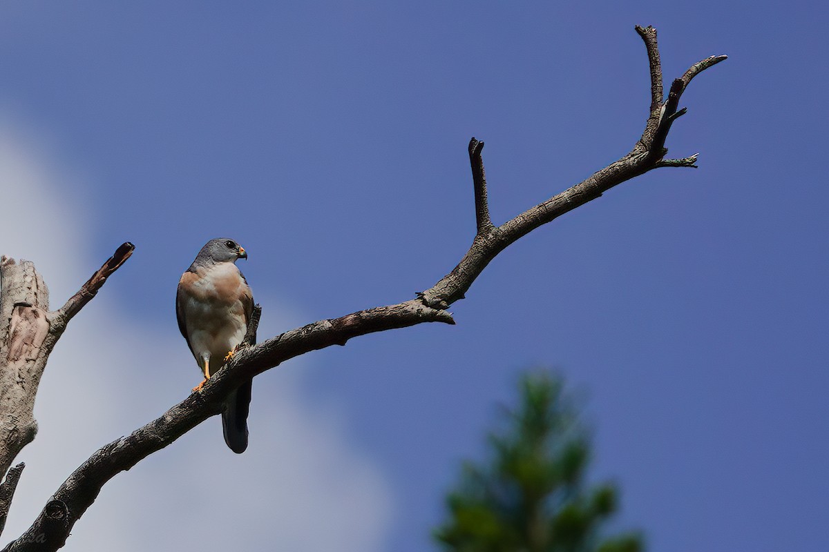 Chinese Sparrowhawk - ML609341531