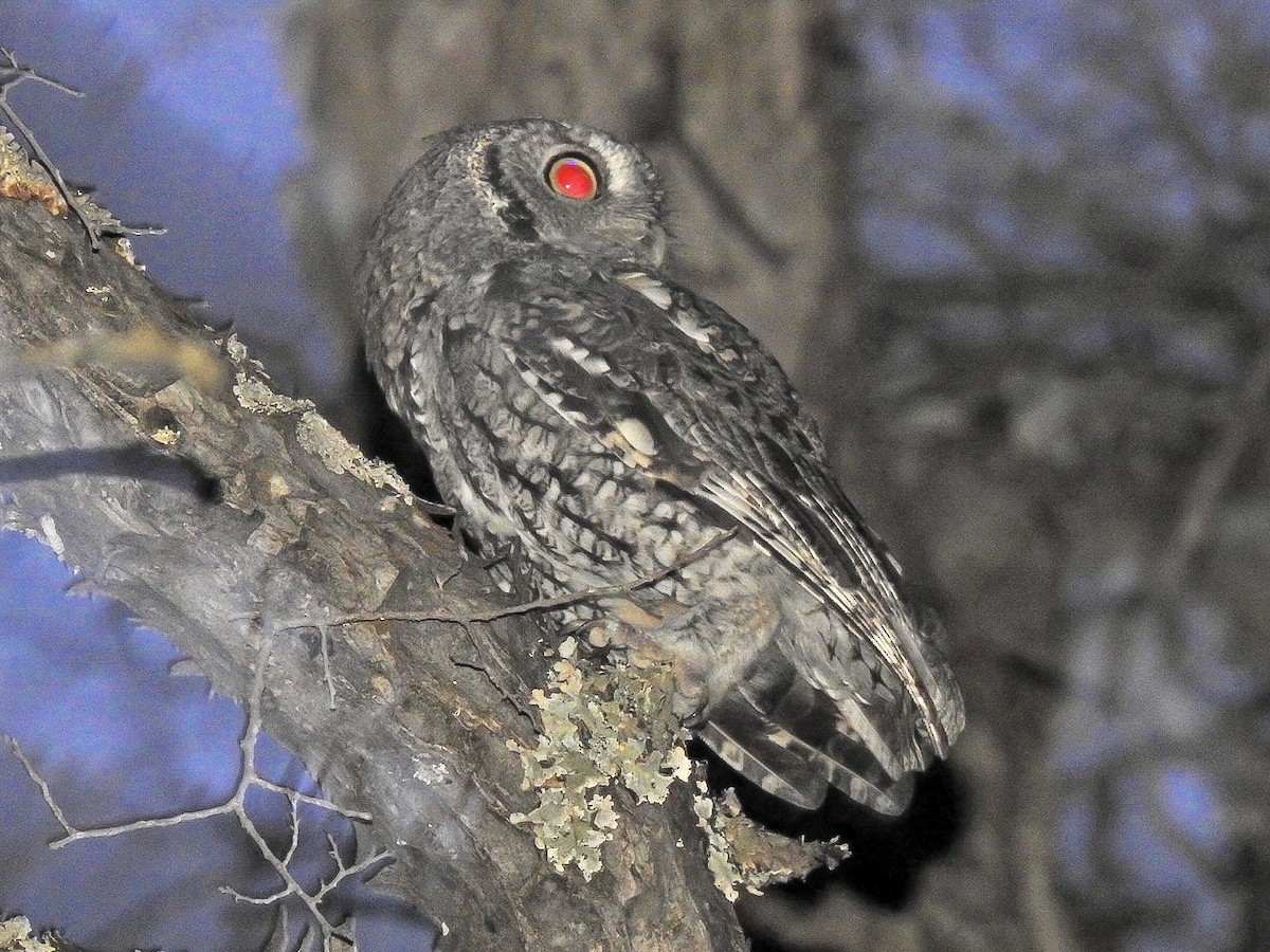 Eastern Screech-Owl - ML609341578