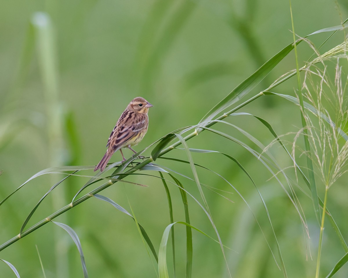 Yellow-breasted Bunting - ML609341614