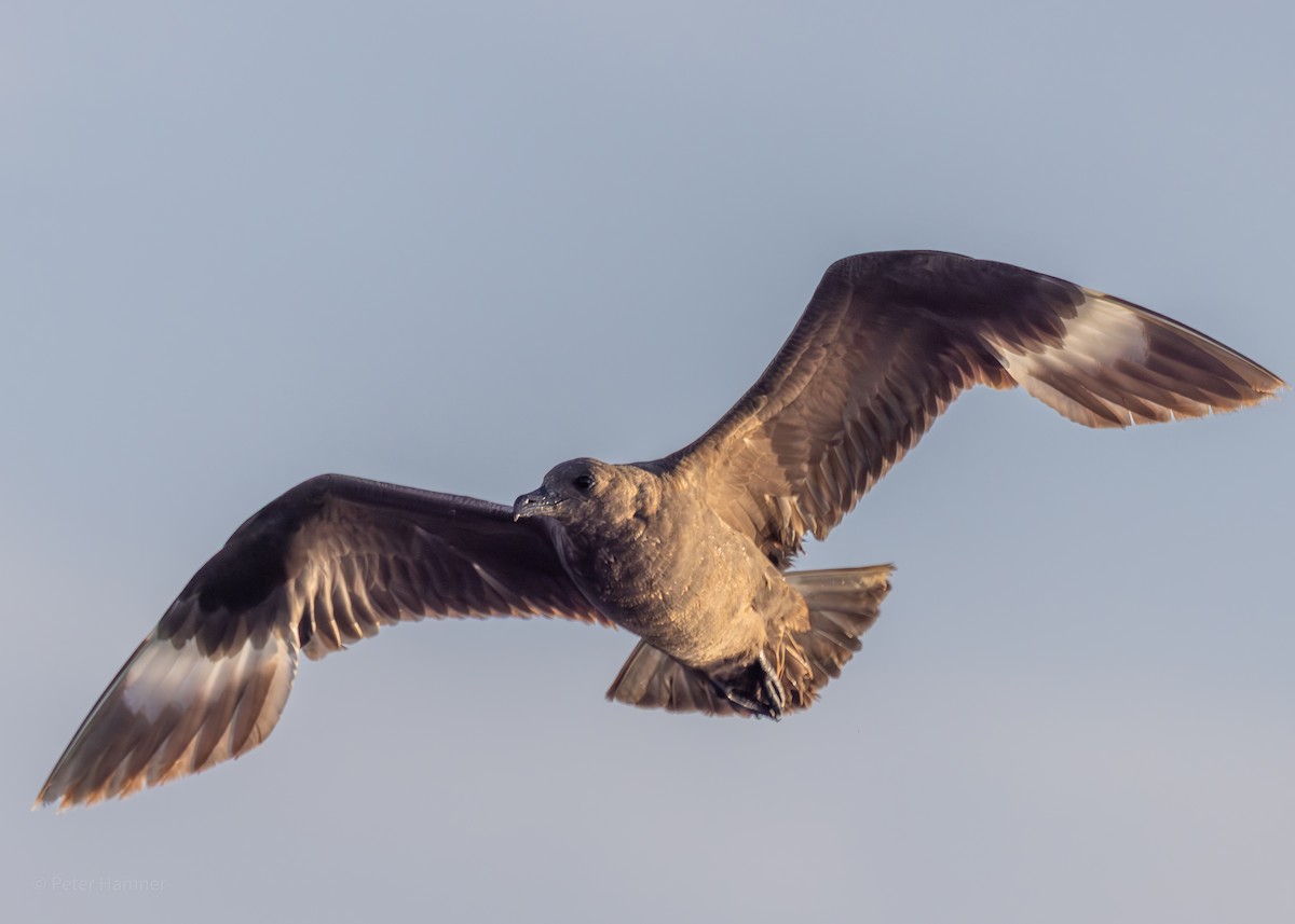 South Polar Skua - ML609341629