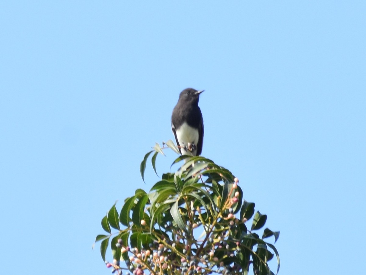 Black Phoebe - ML609341675