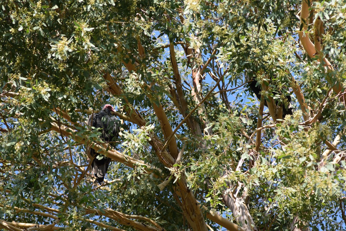 Turkey Vulture - ML609341698