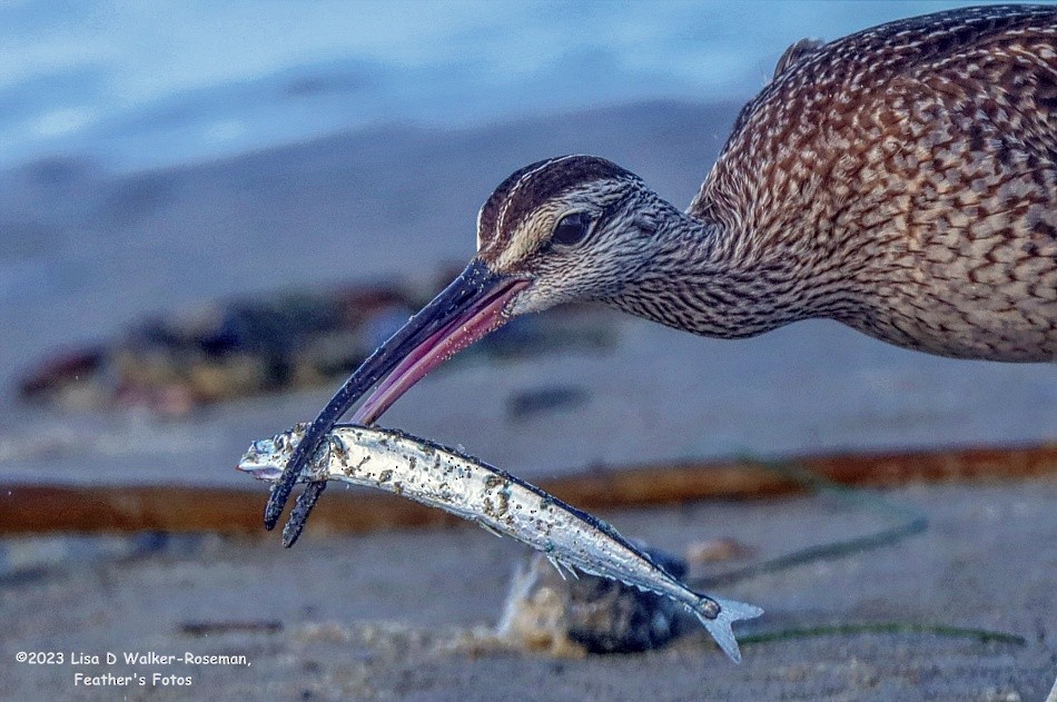 Whimbrel - Lisa Walker-Roseman