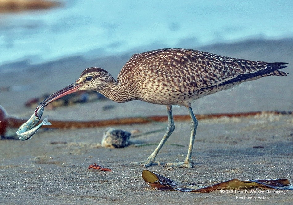 Whimbrel - Lisa Walker-Roseman