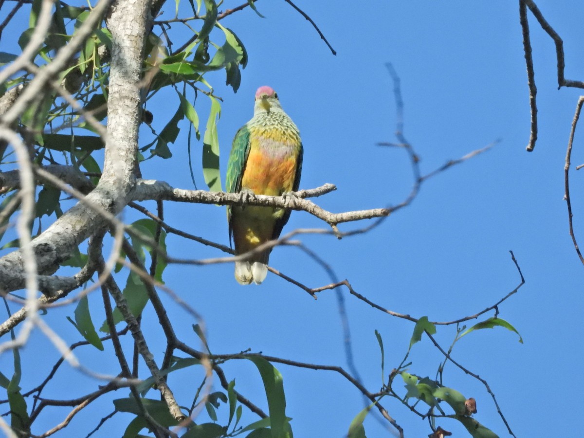 Rose-crowned Fruit-Dove - ML609341749