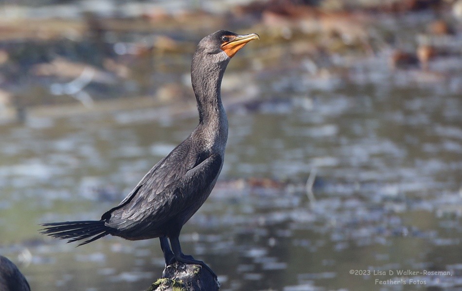 Double-crested Cormorant - Lisa Walker-Roseman