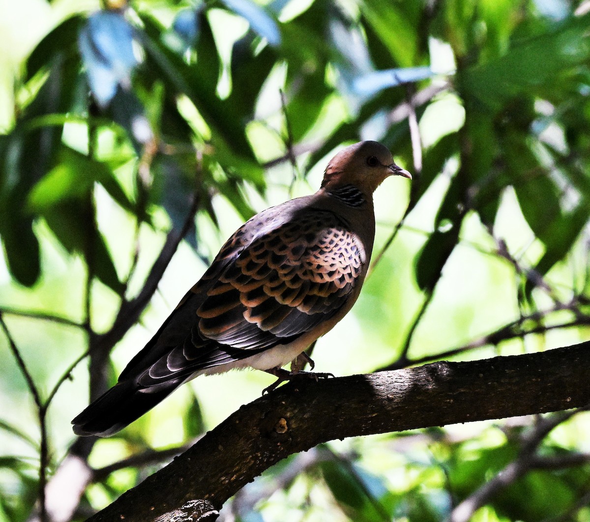 Oriental Turtle-Dove - ML609341821