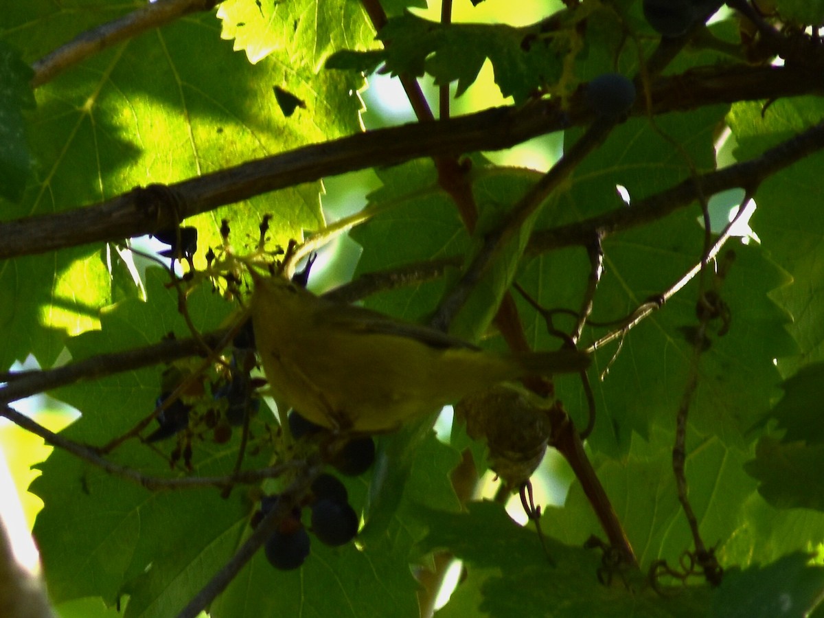 Orange-crowned Warbler - ML609341828