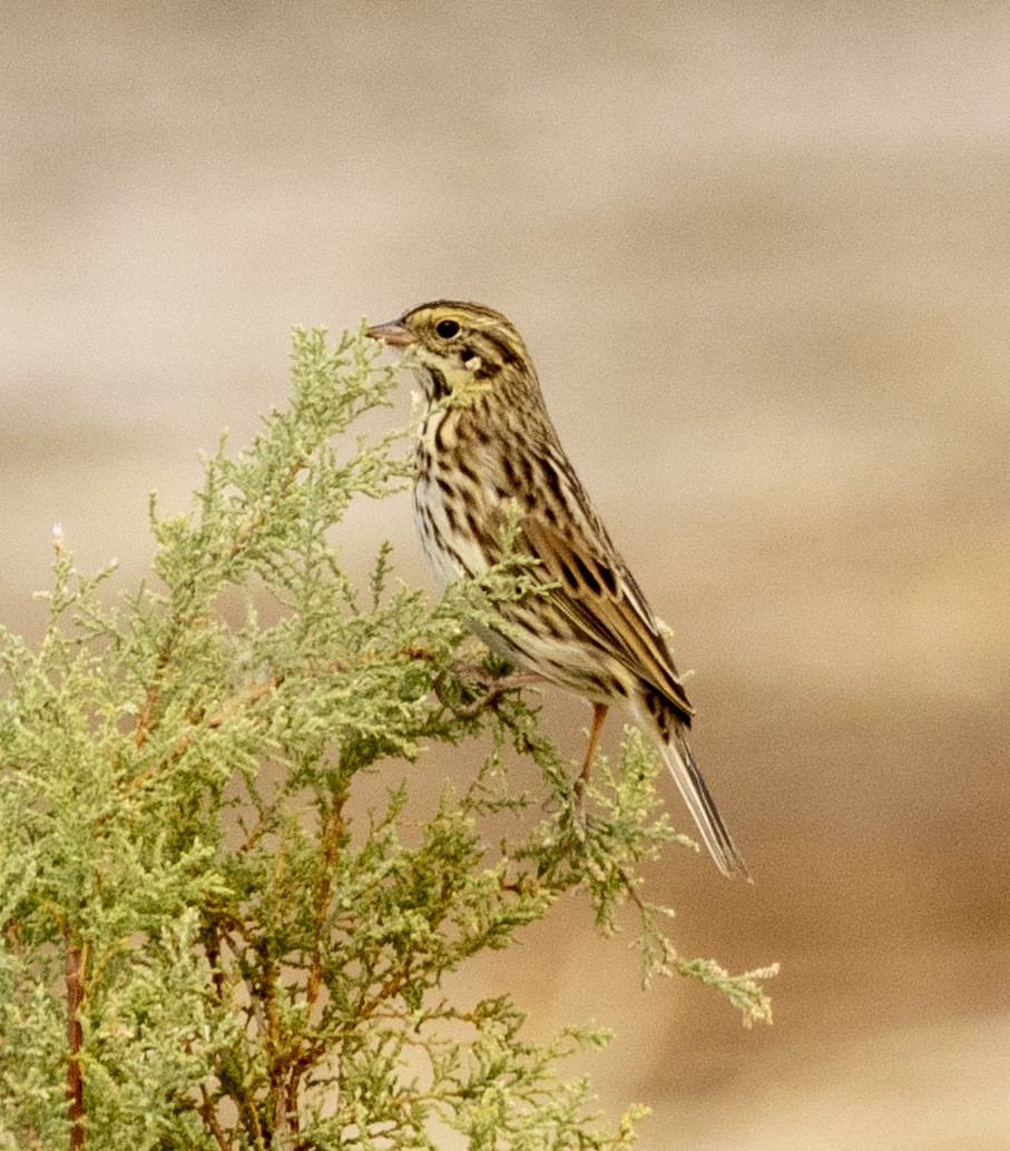 Savannah Sparrow - David Sexton