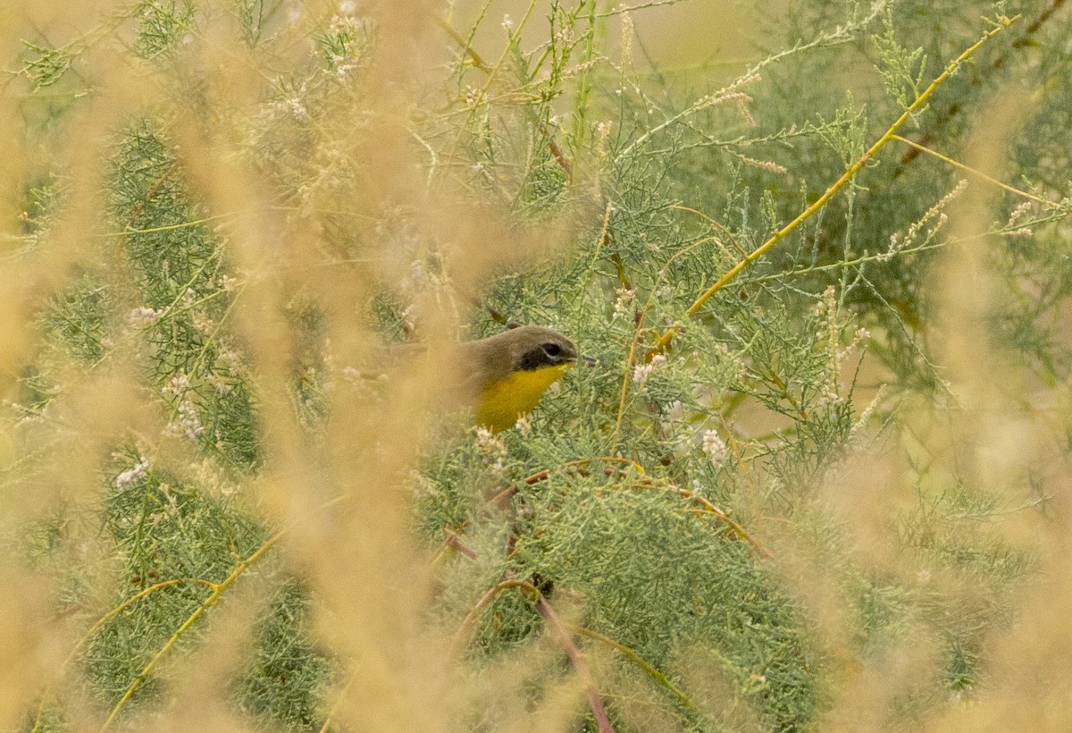 Common Yellowthroat - David Sexton