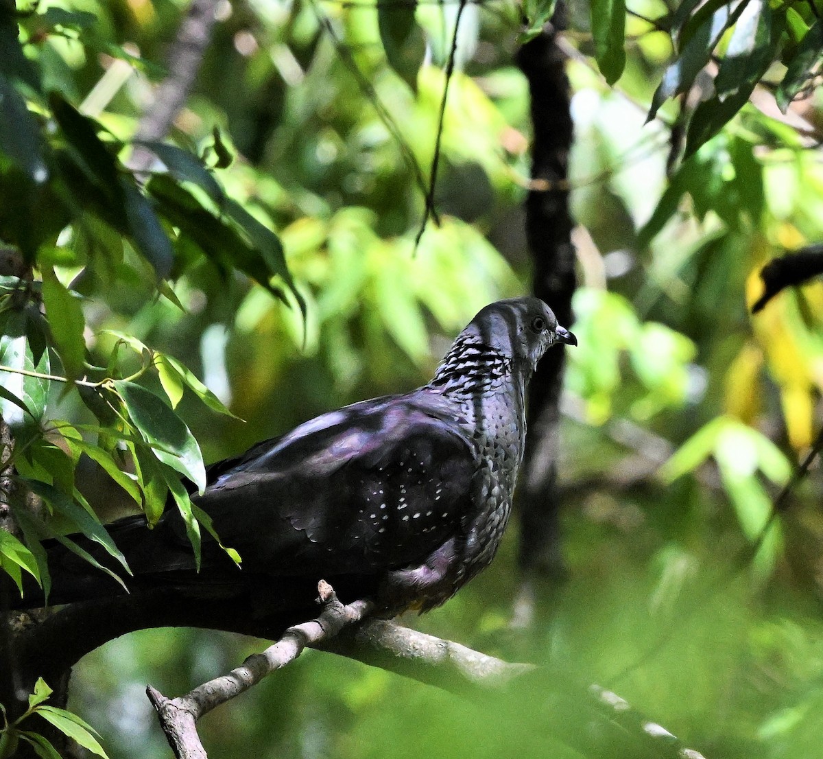 Speckled Wood-Pigeon - Hetali Karia