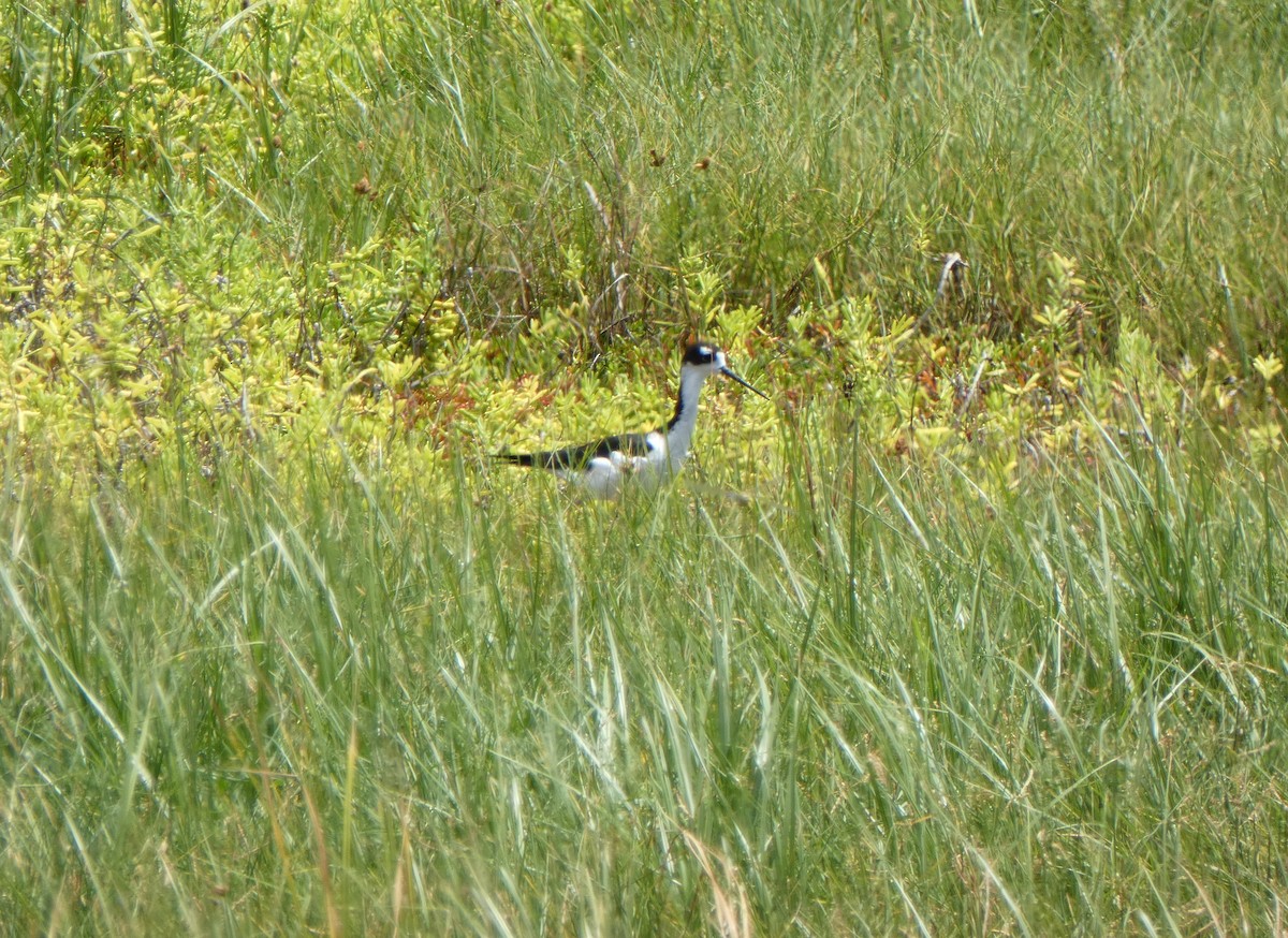 Black-necked Stilt - Christopher Rustay