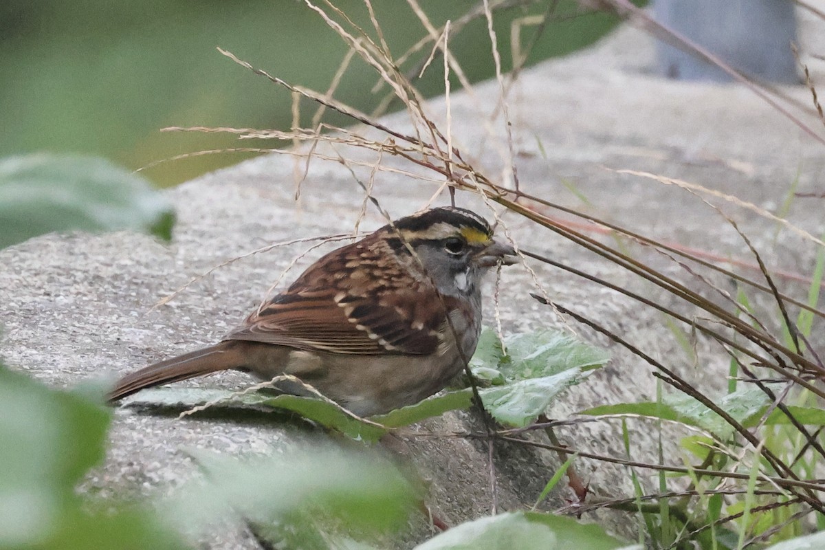 White-throated Sparrow - ML609342047