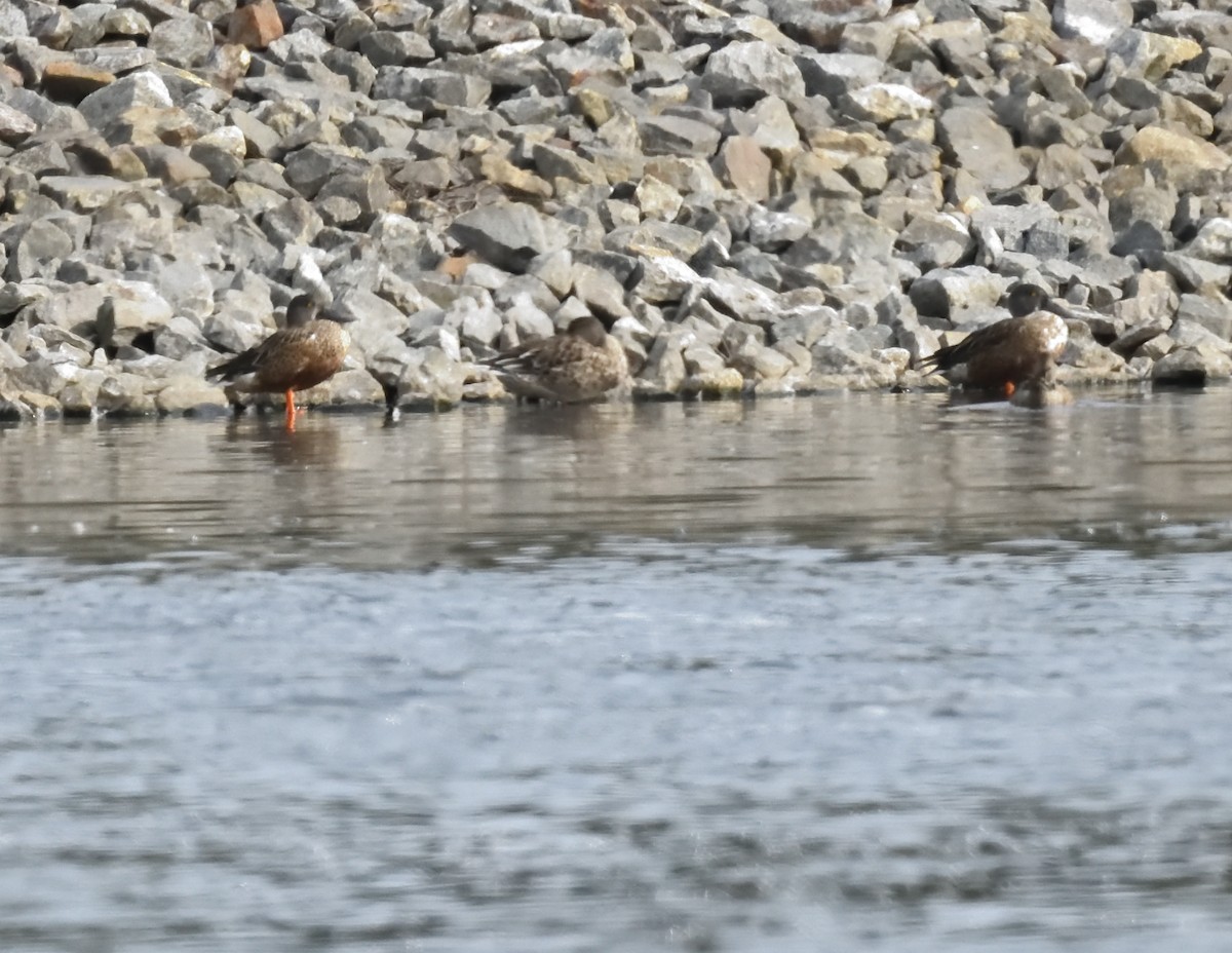 Northern Shoveler - FELIX-MARIE AFFA'A