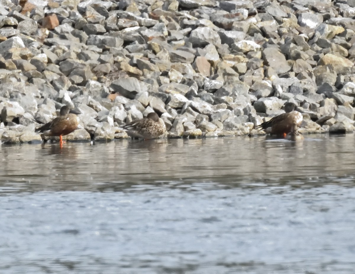 Northern Shoveler - ML609342060